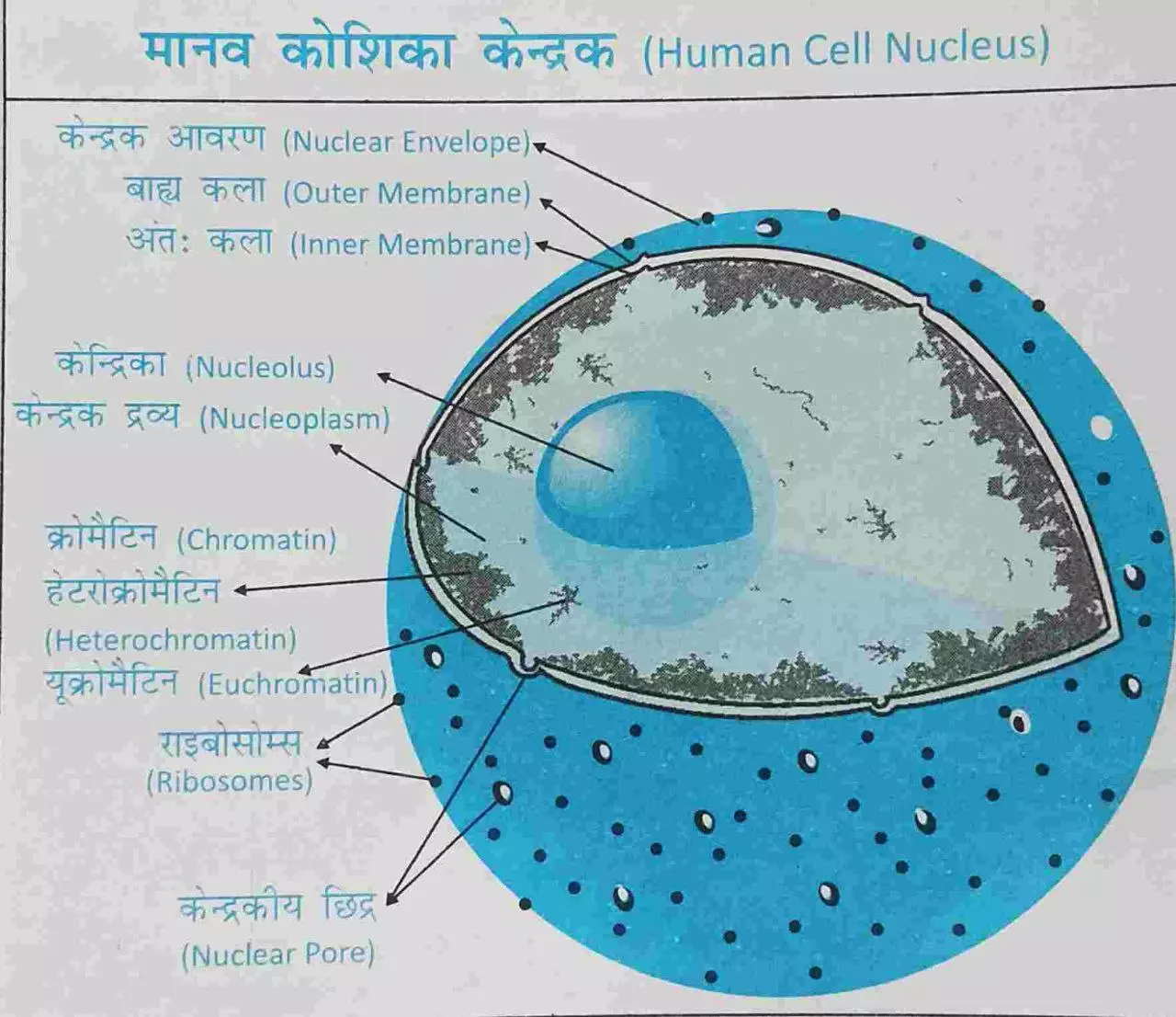 nucleus in hindi